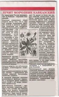 Трава морозник отзывы