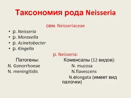 Neisseria spp