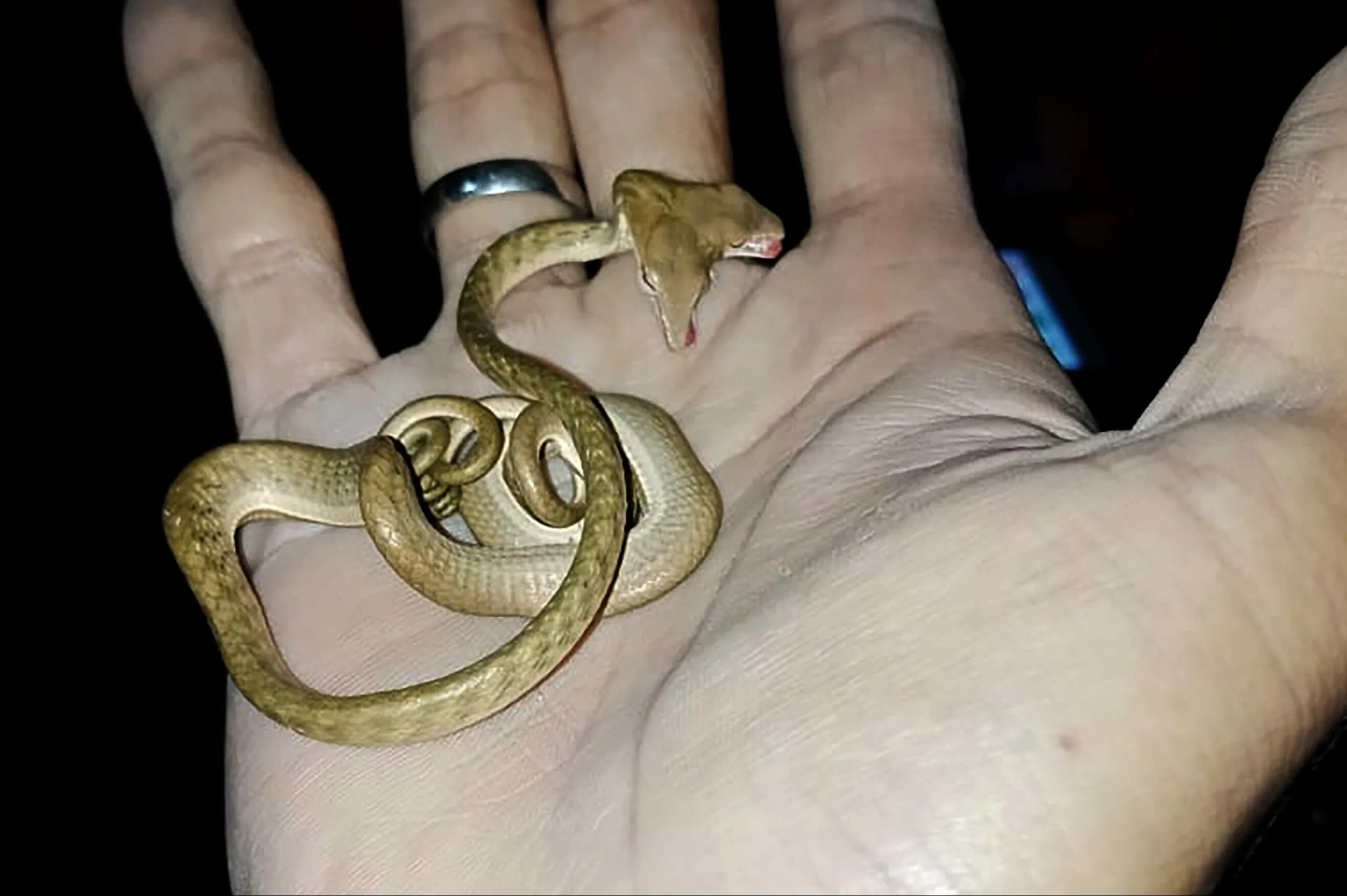 Королевский питон в природе. Королевская кобра черная змея. Трехголовая кобра. Змея с 4 головами. Королевская кобра.