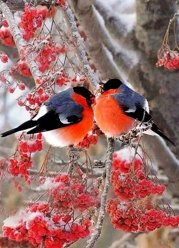 Доброе зимнее утро со снегирями и рябиной. Доброго зимнего утра снегири. Птицы зимой. Доброе утро со снегирями. Доброе утро снегири.
