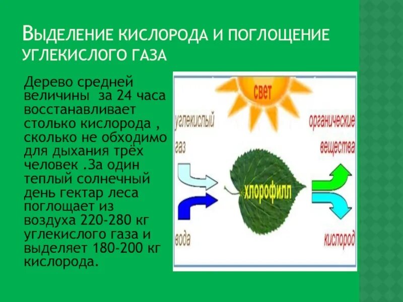 Сколько углекислого газа выделяет