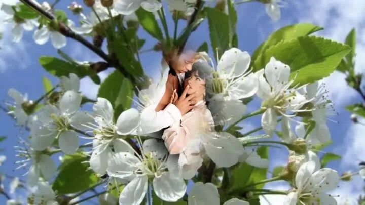 Там где цветет за окошком. Белоснежная вишня. Окно весна. Черемуха в окне. Веточки деревьев за окном.