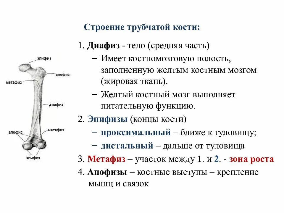 Строение трубчатой кости анатомия. Строение длинной трубчатой кости. Трубчатая кость строение метафиз. Строение трубчатой кости эпифиз диафиз метафиз.