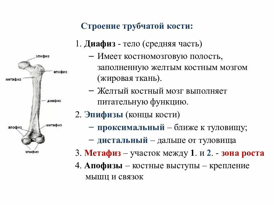 Тело длинной трубчатой кости. Строение трубчатой кости анатомия. Строение длинной трубчатой кости. Трубчатая кость строение метафиз. Строение трубчатой кости эпифиз диафиз метафиз.