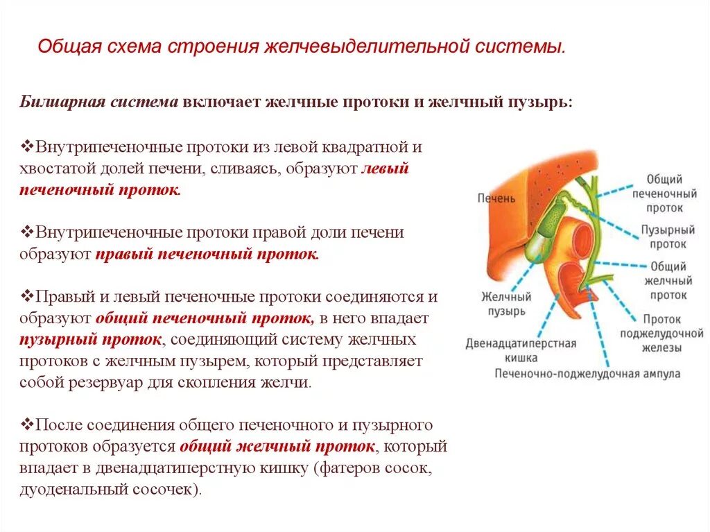 Хирургическая анатомия печени. Протоки печени анатомия. Общий печеночный проток образуют.