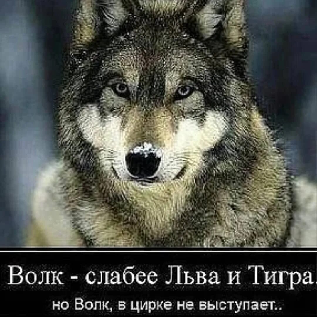 Лев в цирке не выступает. Волк слабее. лев сильнее волка. волк в цирке не выступает мем. волк мотивация.