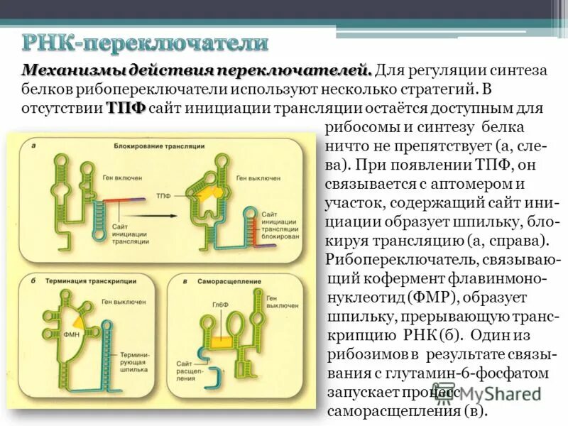 Рибопереключатели. РНК переключатели. Регуляция РНК. Рибопереключатели у прокариот.