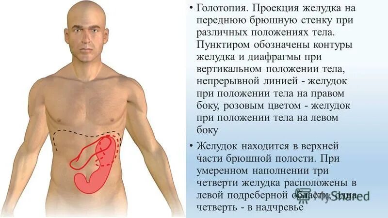 Голотопия проекция органов. Области живота и проекция селезенки схема. Границы полости живота. Привратник желудка схема расположения. Топография живота области передней брюшной стенки.