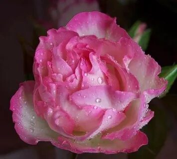 Side rose