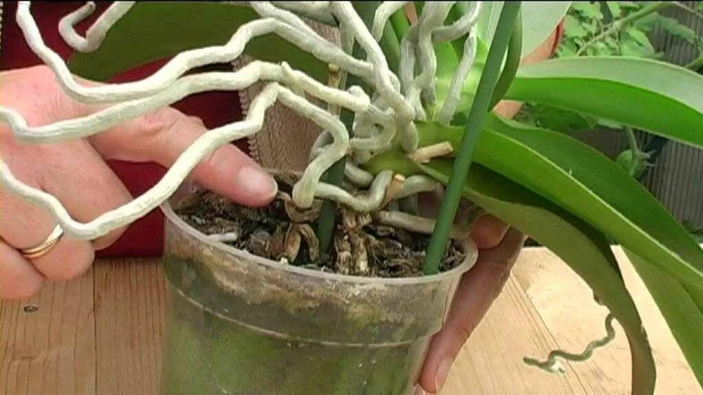 Пересадка орхидей воздушные корни. Фаленопсис воздушные корни. Орхидея фаленопсис корни. Монстера размножение воздушными корнями. Дендробиум воздушные корни.