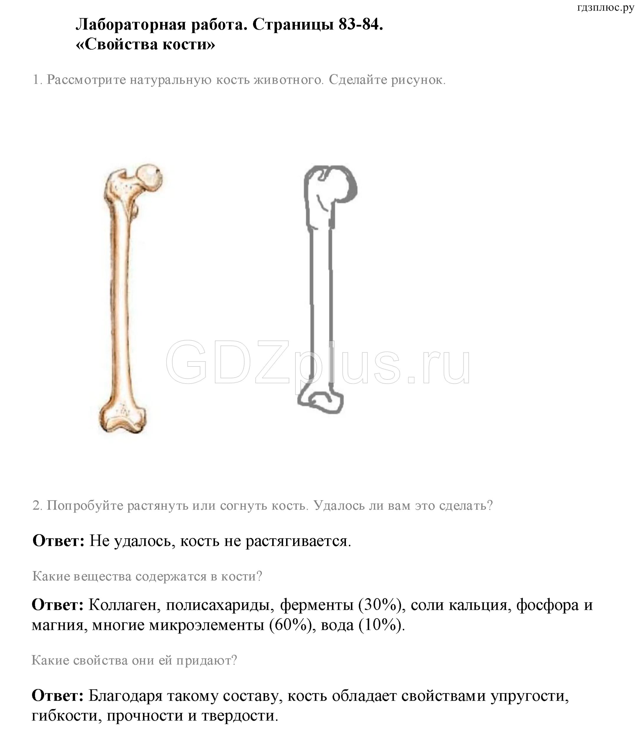 Лабораторная работа номер 2 виды костей. Кости лабораторная работа. лабораторная работа изучение внешнего строения костей. лабораторная работа строение кости. лабораторная работа изучение внешнего вида отдельных костей.