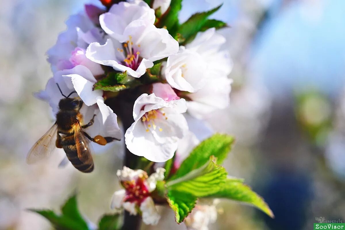 Какие отношения между яблоней и домашней пчелой. Пчела опыляет яблоню. Вишня медонос. Шмель опыляет яблоню. Черемуха медонос.