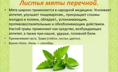 Мята повышает давление