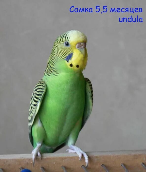Самка волнистого попугая. Восковица самки волнистого попугая. Чириканье волнистых попугаев. Волнистый попугайчик чех. Чешуйчатый волнистый попугай.