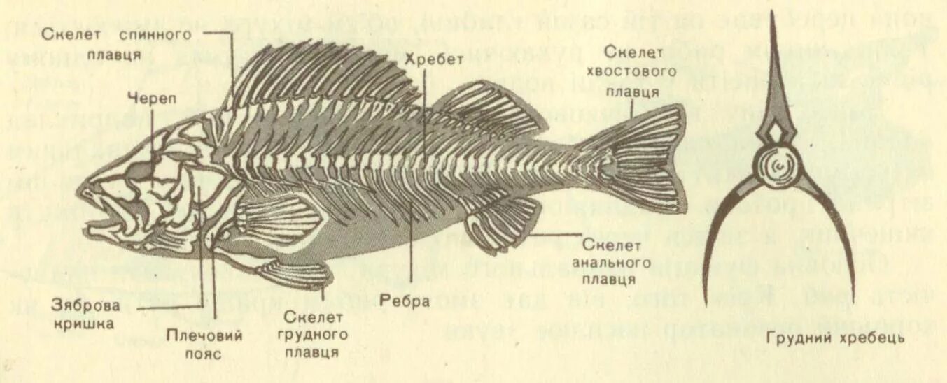 Скелет рыбы строение. Осевой скелет окуня. Скелет речного окуня. Скелет речного окуня биология 7 класс.