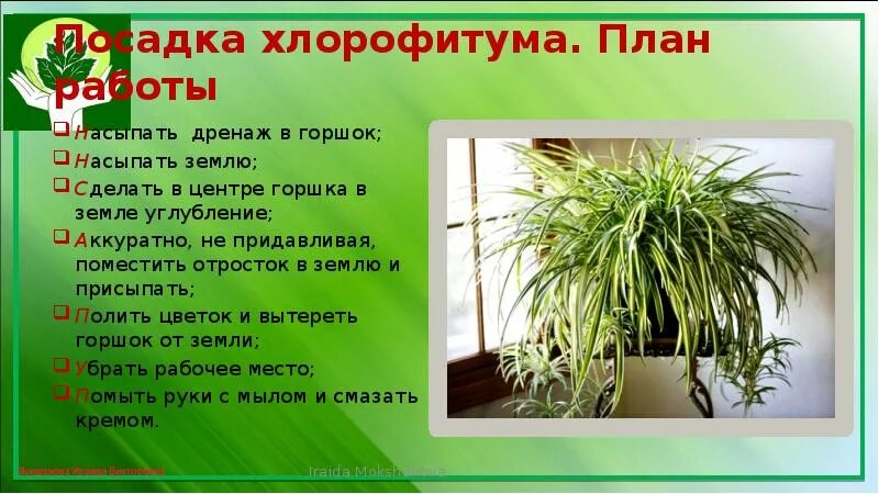 Алгоритм пересадки комнатных растений. Миксбордер непрерывного цветения многолетников схема. План выращивания цветка. Технологическая карта по закладке плодового сада. Клумба из однолетников непрерывного цветения.