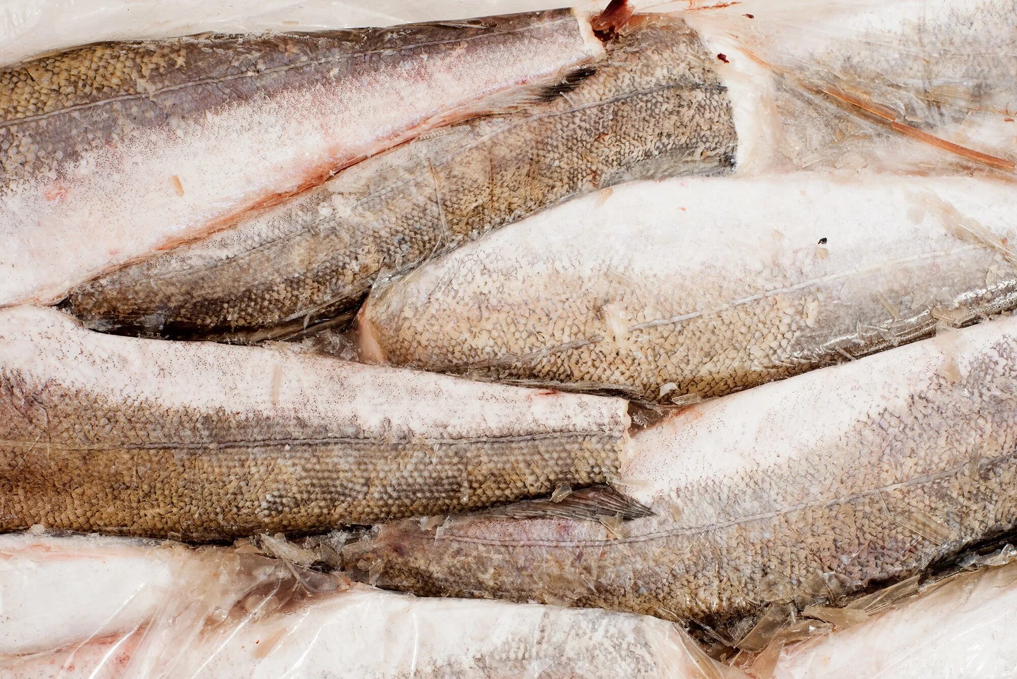 Почему минтай продается. Рыба мерлуза хек. Хек мороженый. Рыба минтай с головой. Минтай нр.