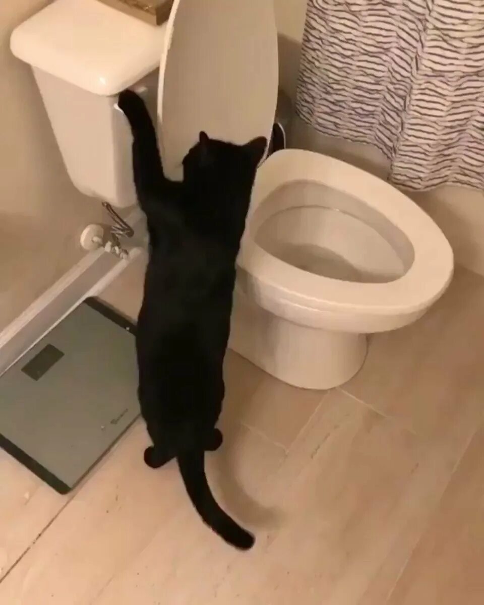 Кот какает в унитаз. Кот на унитазе. Кот на унитазе. Кот на унитазе. Кот на унитазе.