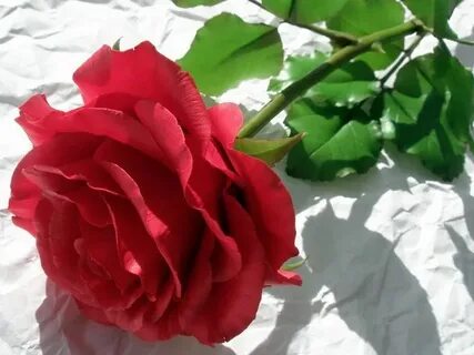 Rose but