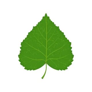 Картинку листьев липы