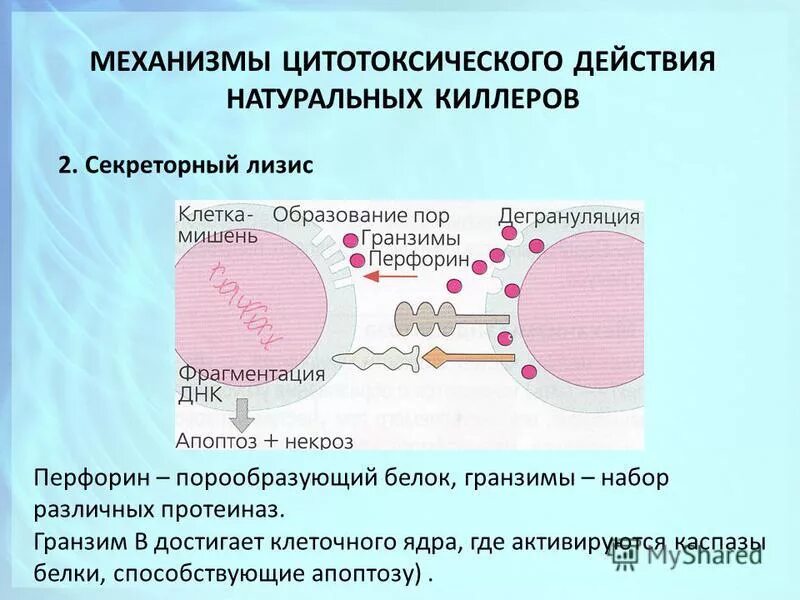 Естественные киллеры NK-клетки. NK клетки механизм действия. Механизм цитотоксического действия NK-клеток. Механизм действия натуральных киллеров. Содержит ферменты осуществляющие апоптоз