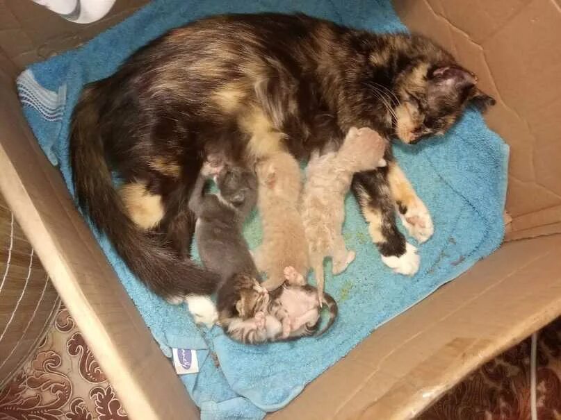 Со скольки кошкам можно рожать