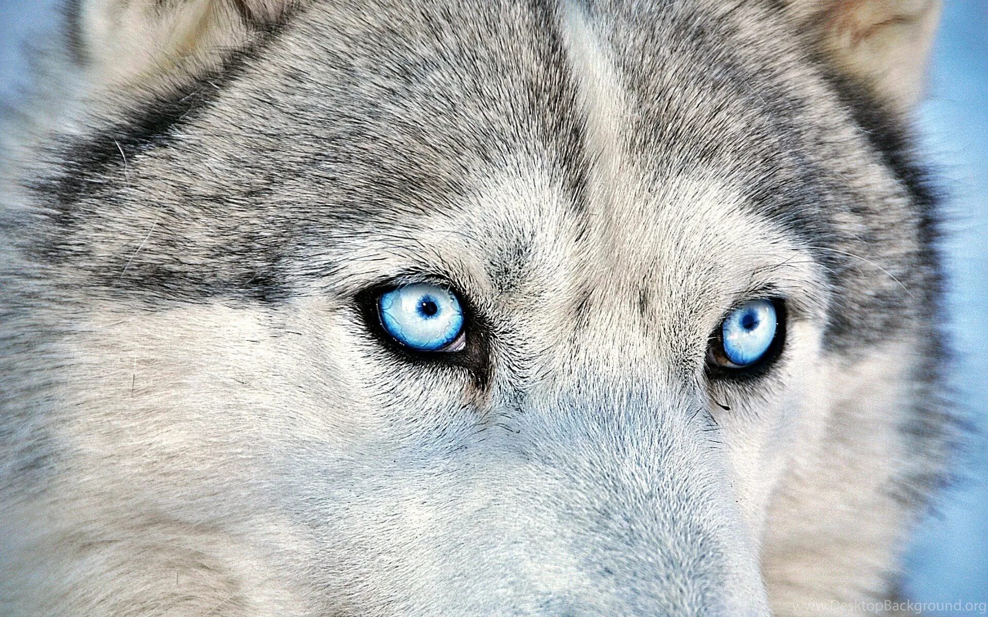 Pin på Animals Wallpapers