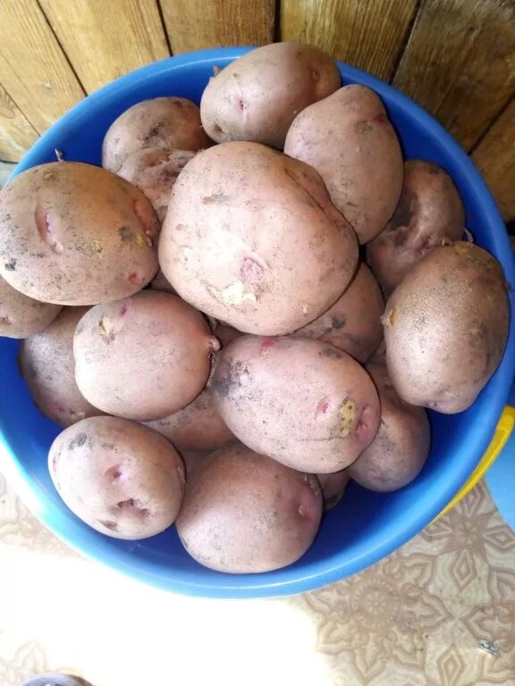 File:Pommes de terre (SAFRANE) cliche Jean Weber (23309313599).jpg - Wikimedia C
