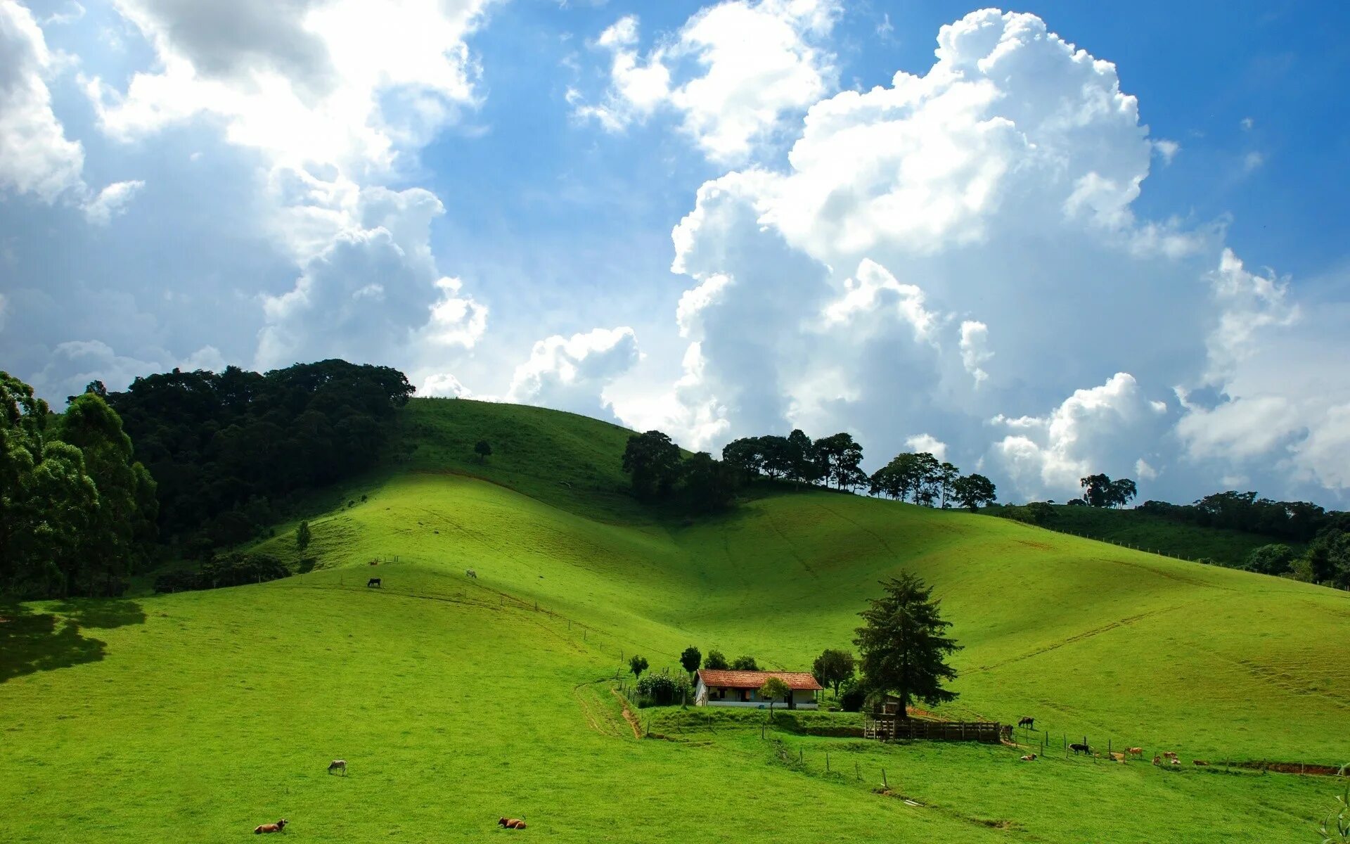 «Зеленые холмы». Цветущие холмы. Холмы в Южной Америке. Обои на телефон холмы.