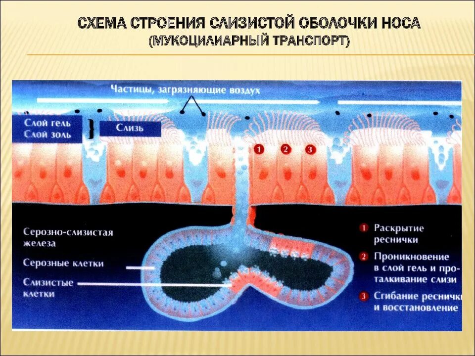 Проникать в слизистую оболочку. Строение мерцательного эпителия носовой полости. Мукоцилиарный эпителий. Мерцательный эпителий слизистой оболочки носа. Мукоцилиарный транспорт гистология.