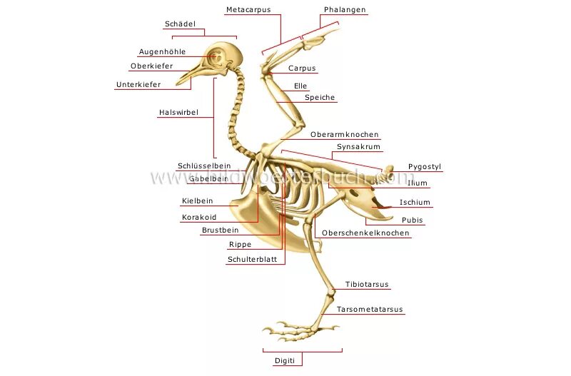 Какие особенности строения скелета птиц не связаны. Скелет птицы киль. Строение скелета птицы. Позвоночник птиц. Строение осевого скелета птиц.