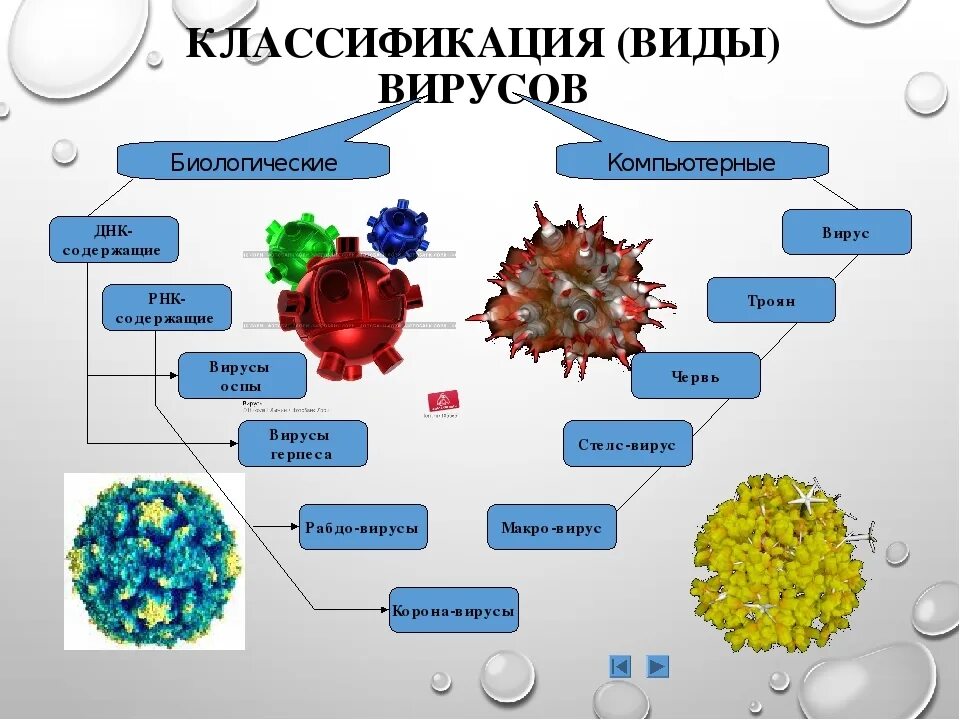 Нуклеиновые формы жизни