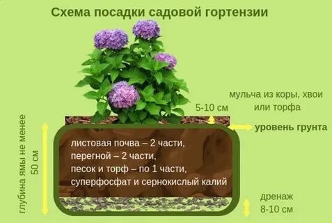 Схема посадки гортензия метельчатая