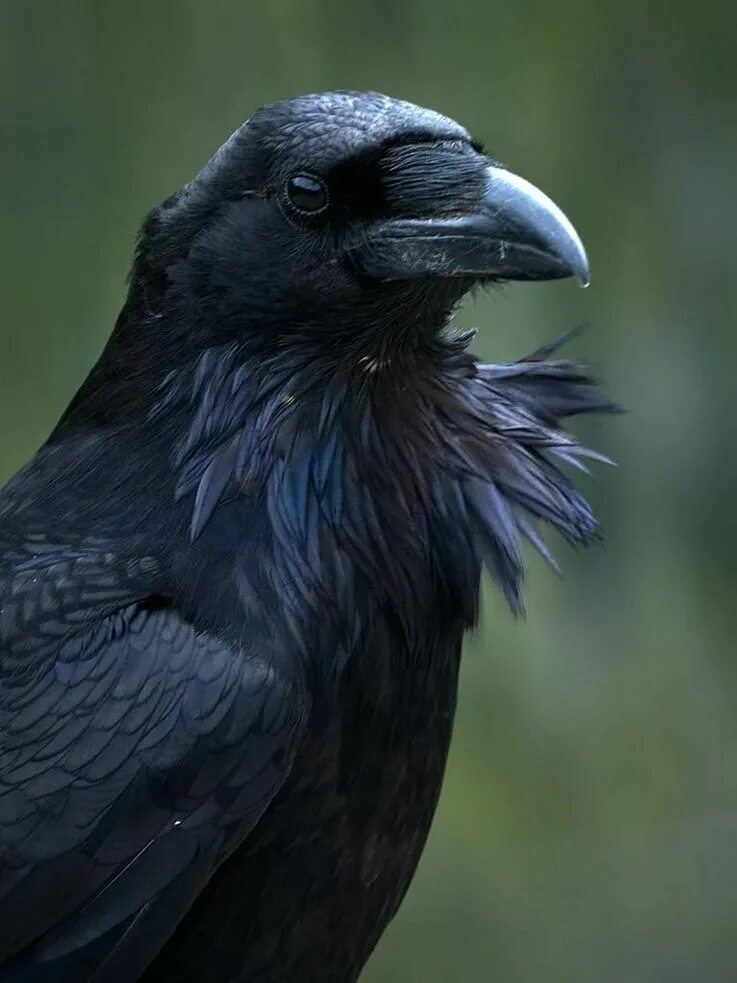 Ворон фото. Corvus Corax птица. Корвус ворон. Рейвен птица. Черный ворон Corvus Corax.