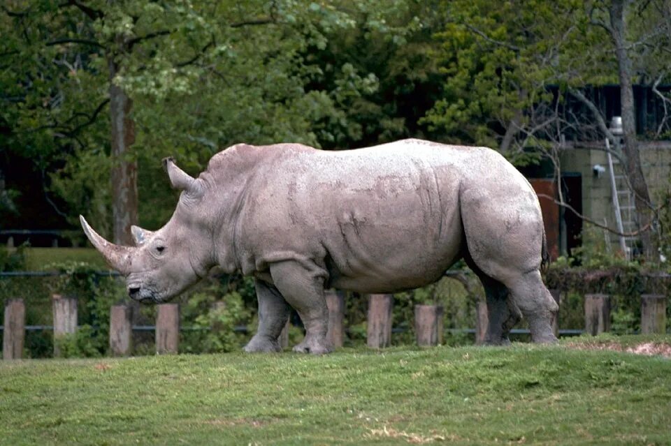 White rhinoceros - Wikipedia