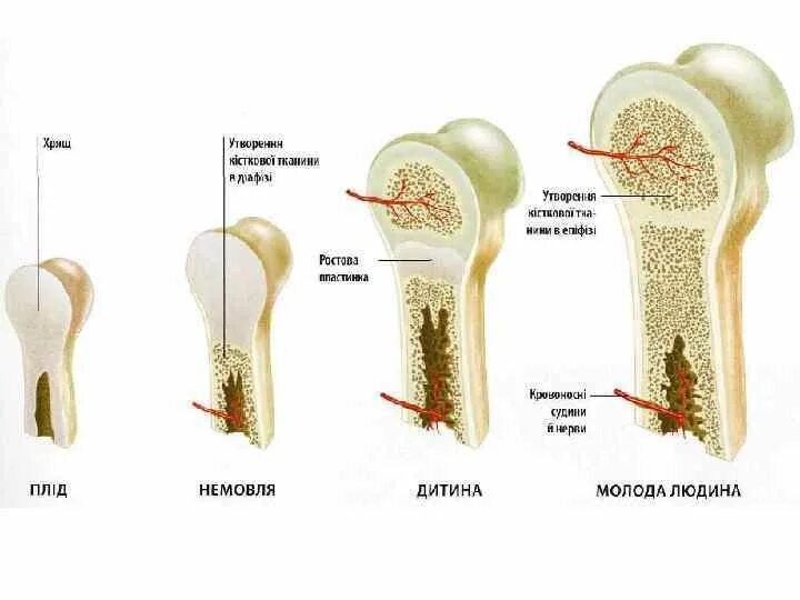 Рост трубчатых костей в толщину. Зона роста трубчатых костей. Рост трубчатой кости в длину. Зоны роста костей у детей. Зоны роста длинных трубчатых костей у детей находятся в.