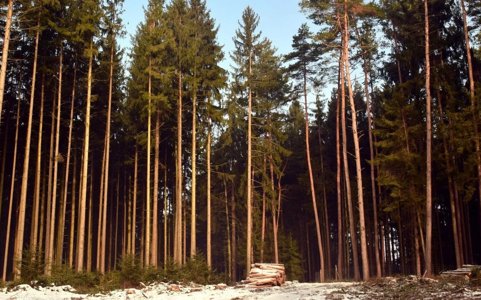 Сосновые леса в луге. Сосновый лес Хабаровск. Сосна обыкновенная сосна Лесная. Сосновый Бор лес Краснокамск. Сосновый Бор Свердловская область.