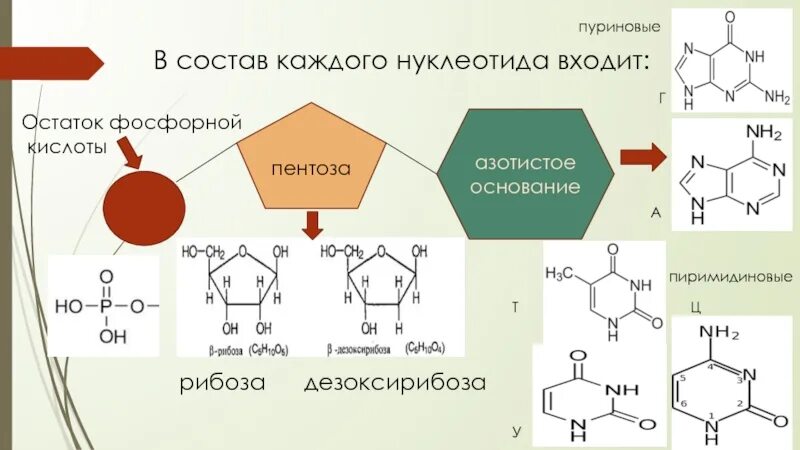 Строение нуклеотида азотистое основание. Азотистые основания нуклеотидов нуклеиновых кислот. Структура нуклеотида пентоза. Схема азотистых оснований в ДНК.