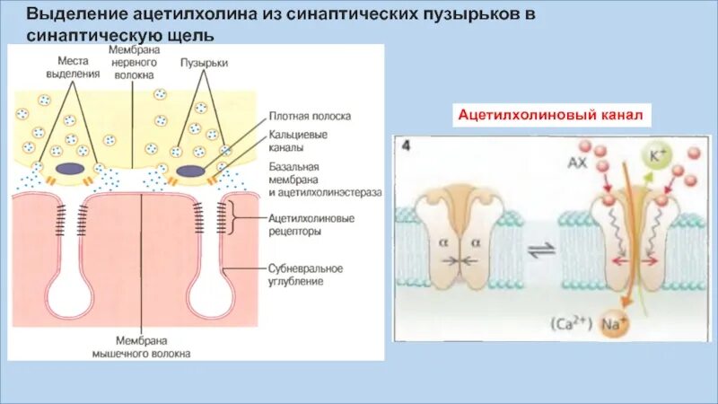 Холинергические рецепторы строение. Расщепление ацетилхолина. Строение аксо-мышечного синапса. Физиология нервов и нервно-мышечного синапса. Ацетилхолин синаптическая щель.