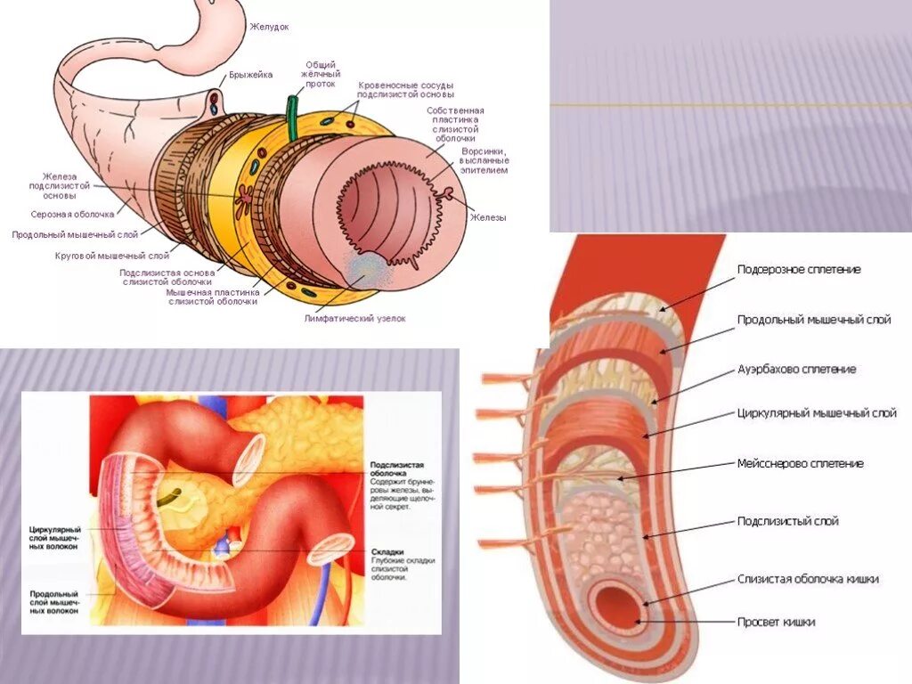 Расширенная часть пищеварительного. Пищеварительный тракт и органы его составляющие. Последовательность расположения оболочек пищеварительного тракта. Функции слизистой оболочки пищеварительного тракта. Оболочки пищеварительного тракта с просвета кишки.