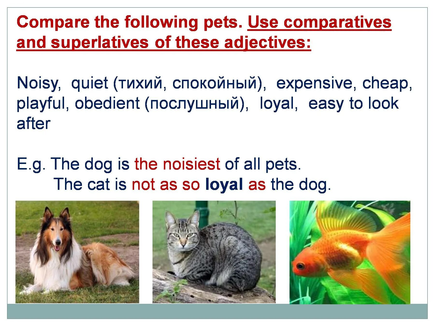 Describing Pets. Noisy Comparative and Superlative. Adjective Noisy. Quiet Comparative and Superlative. Adjectives noisy