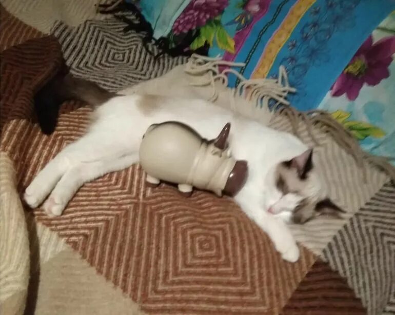 Выгнать кошку во сне