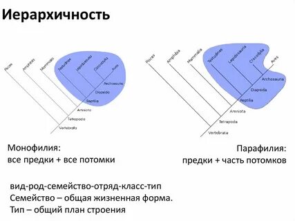 Парафилия