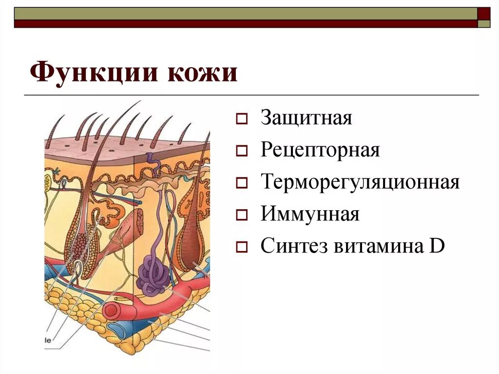 Функции кожи: защитная, выделительная, рецепторная, теплоотдачи.. Функции кожи. Строение кожи. Функции кожи человека.