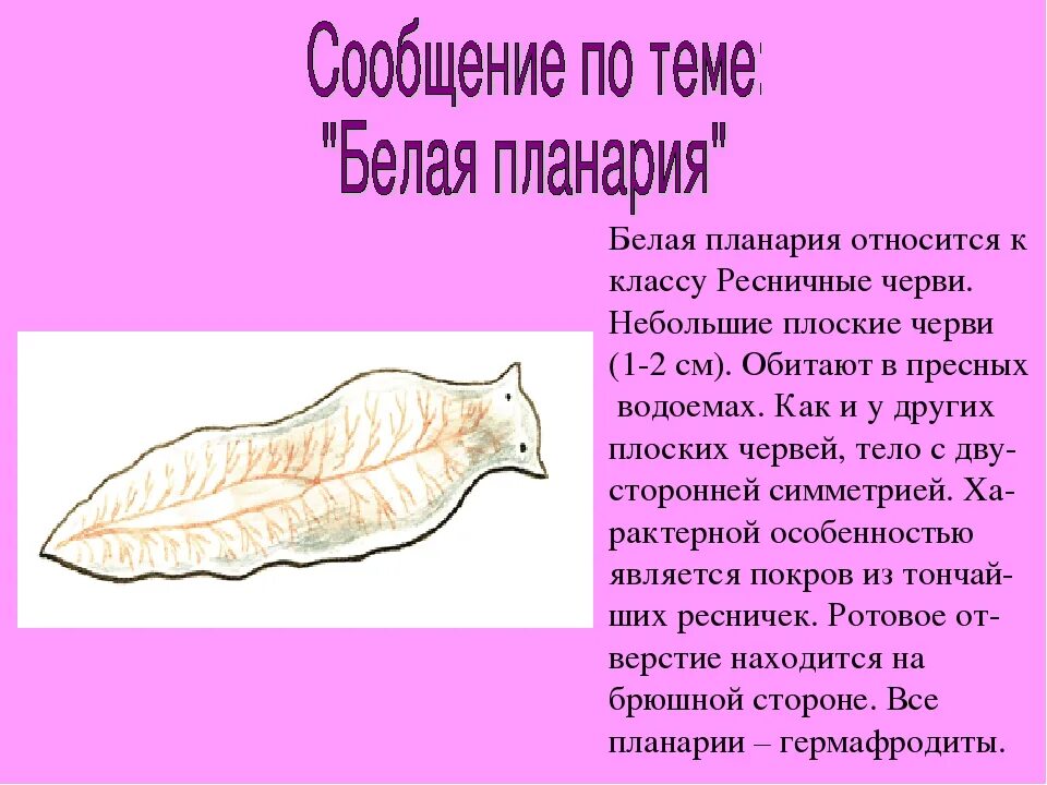 Как выглядит белая планария Покровы тела у животных презентация онлайн