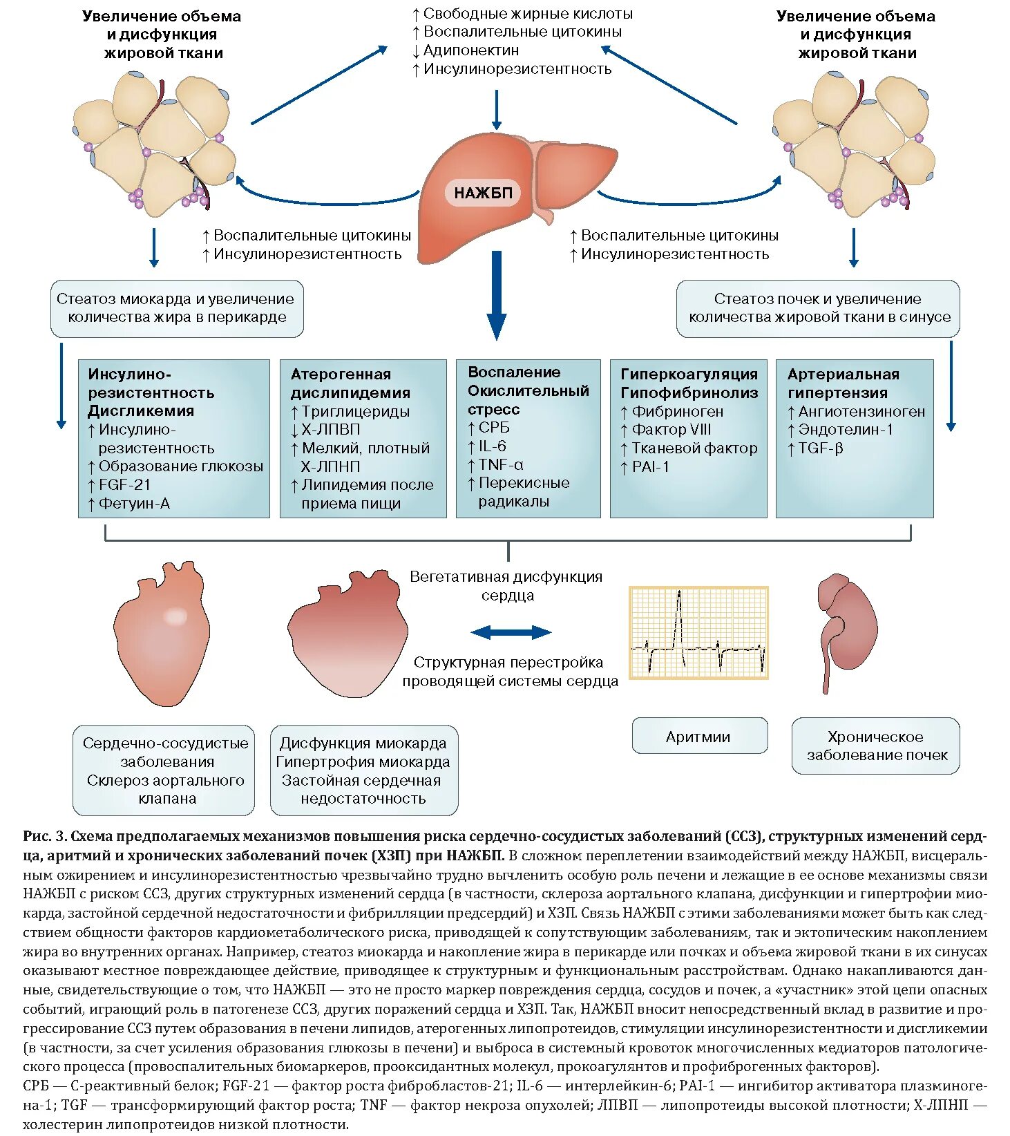 Жировая печень лечение препаратами. Жировая инфильтрация печени схема. Схема развития жировой инфильтрации печени. Эндокринная функция почек, печени, миокарда, жировой ткани.. Схема механизма жировой дистрофии печени.