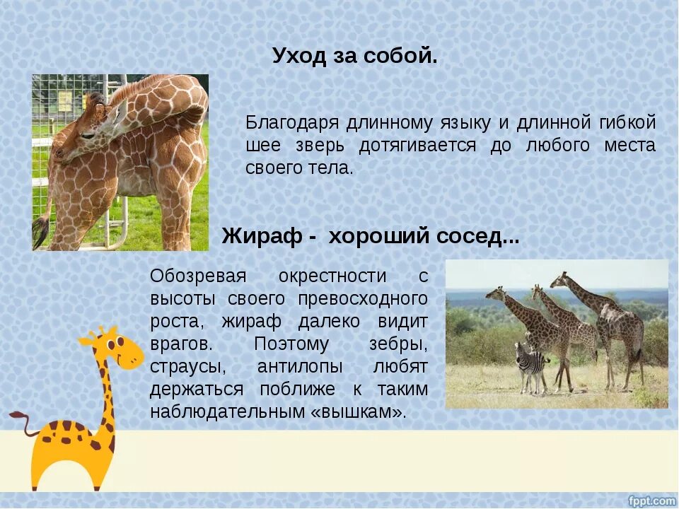 Где живет жираф на каком материке. Факты о жирафах. Рассказ о жирафе. Факты о жирафе. Интересное про жирафа для детей.