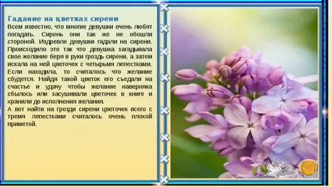 Гадание на цветках