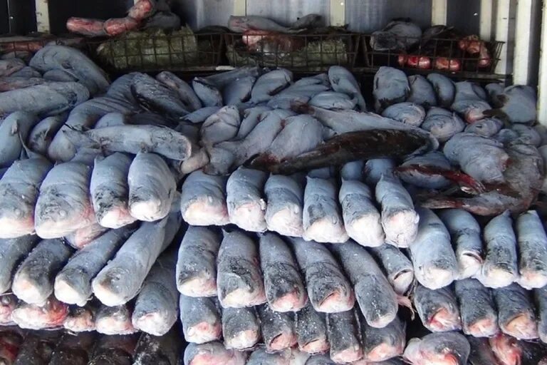 Улов каменск. Рыбный рынок на трассе м7. Транспортировка свежей рыбы. Шахтинский рынок рыба. Свежее поступление рыбы.