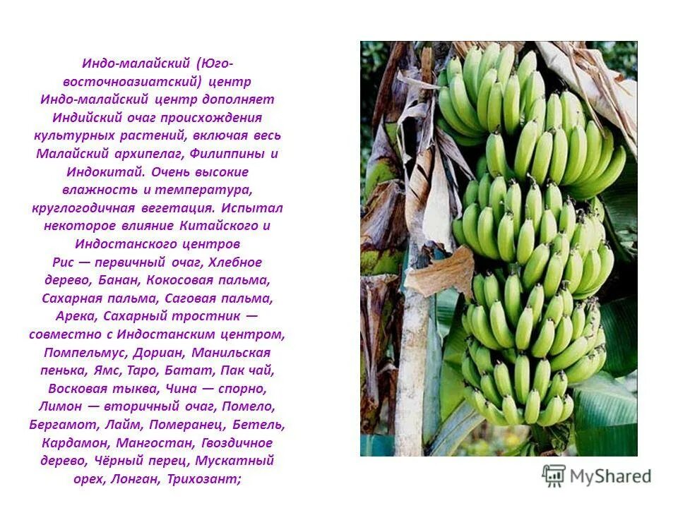 культурные растения восточноазиатского центра